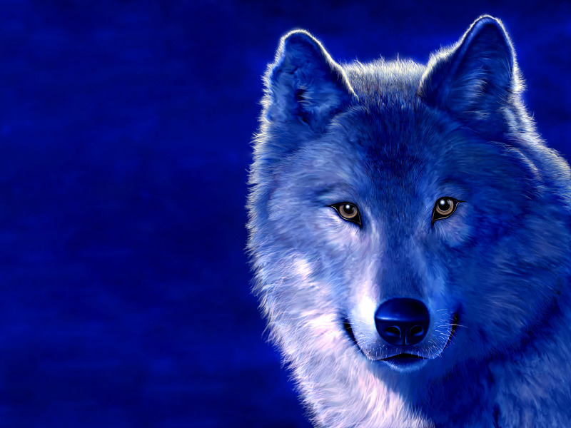 wolf wallpaper. wolf wallpaper.